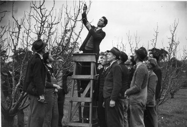 Photograph - Black and white print, The Leader, Pruning Demonstration, c. 1938