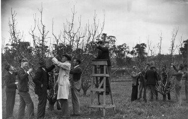 Photograph - Black and white print, The Leader, Pruning Demonstration, c. 1938