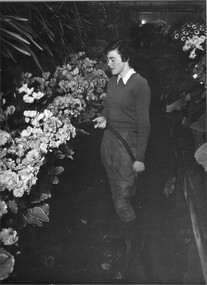 Photograph - Black and white print, Student in Glasshouse, c. 1950