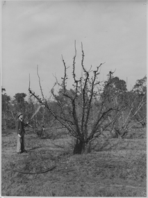 Photograph - Black and white print, Spraying Trees Burnley Gardens