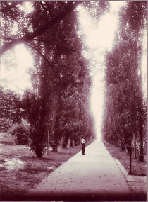 Photograph - Black and white or sepia print, Fitzroy Gardens