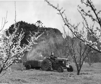 Photograph - Black and white print, Information Branch Victorian Department of Agriculture, Student Spraying in the Orchard, c. 1967