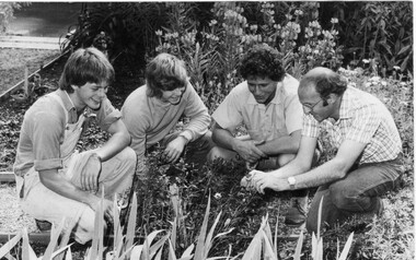 Photograph - Black and white print, Photographic Unit Media Services Branch, Victorian Department of Agriculture, Plant Identification, 1981