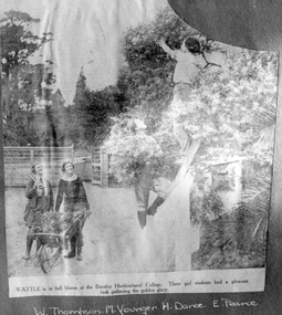 Photograph - Black and white print, The Argus, Wattle is in Full Bloom at the Burnley Horticultural College, 1935-1990