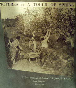Photograph - Colour print, The Argus, A Touch of Spring, 1935-1990