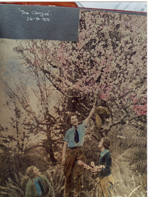 Photograph - Black and white and colour prints, The Argus, Flowering Almond Trees at Burnley Horticultural College are in Full Bloom, 1935-1990