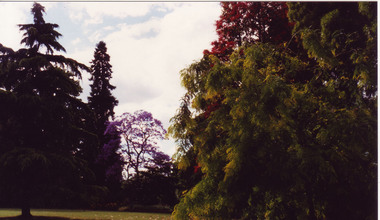 Photograph - Colour print, Peter Esdale, Some of the Oldest Trees at Burnley, 1991