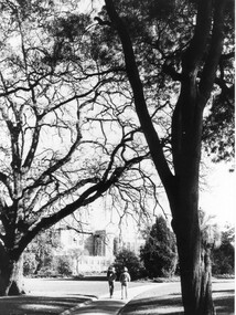 Photograph - Black and white print, Peter Esdale, The Oak Lawn and Main Building, 1990-1991