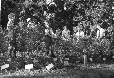 Photograph - Black and white print, Students Working in the Rose Bed, 1940-1950