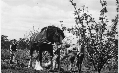 Photograph - Black and white print, The Age, Students Working in the Orchard, c. 1947