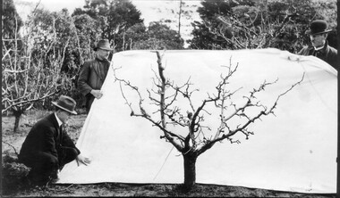 Photograph - Black and white print, Pruning Demonstration, 1920