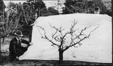 Photograph - Black and white print, Pruning Demonstration, 1920