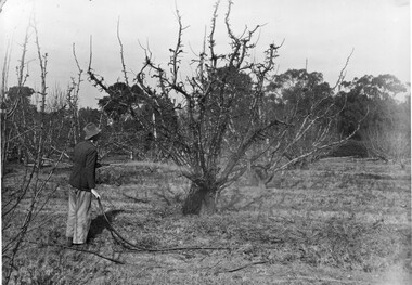 Photograph - Black and white print, Student Spraying in the Orchard, c. 1953
