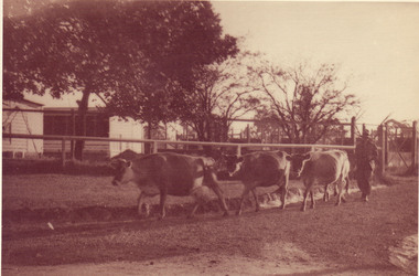 Photograph - Sepia print, Jersey Cows