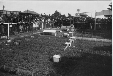 Photograph - Black and white print, Model Farm at Showgrounds, 1910-1920