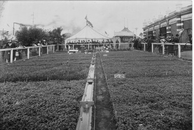 Photograph - Black and white print, Model Farm at Showgrounds, 1910-1920
