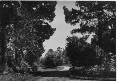 Photograph - Black and white print, Garden View, 1942-1946