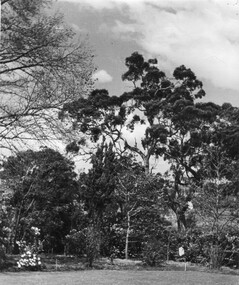 Photograph - Black and white print, Garden View, Unknown