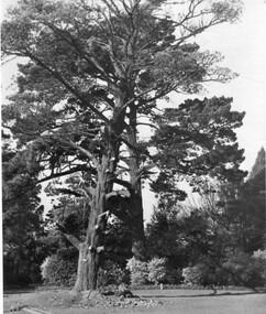 Photograph - Black and white print, Preparing Cypress for Felling, c. 1950