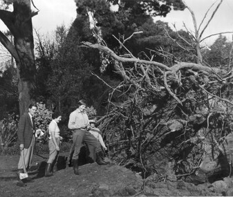 Photograph - Black and white print, Felled Cypress Tree, 1950-1955