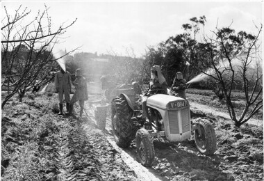 Photograph - Black and white print, Publicity Branch Victorian Department of Agriculture, Spraying Fruit Trees, Unknown
