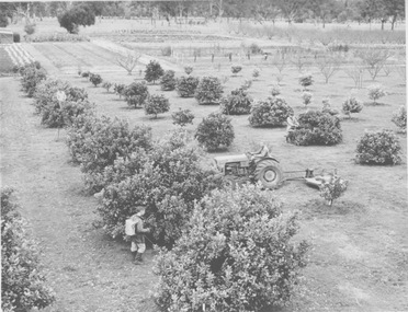 Photograph - Black and white print, Publicity Branch Victorian Department of Agriculture, Students Working in Orchard, 1964