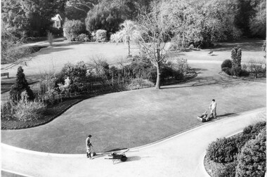 Photograph - Black and white print, Publicity Branch Victorian Department of Agriculture, Students Working in the Garden, 1964-1967