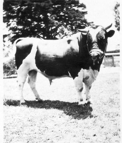 Photograph - Black and white print and negative, Bull in Bull Paddock, 1922-1923
