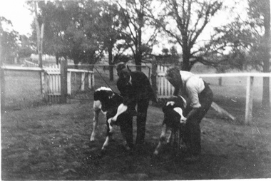 Photograph - Black and white print, Friesan Calves, 1922-1923