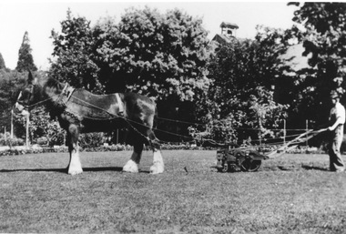 Photograph - Black and white print, Clydesdale Pulling a Lawnmower, 1941