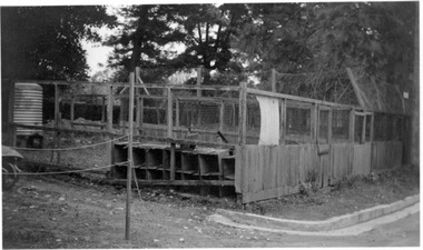 Photograph - Black and white print, Old Poultry Pens, 1941