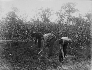 Photograph - Black and white print, Students Working in the Orchard