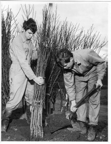 Photograph - Black and white print, Students Working in the Orchard, 1964