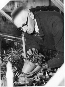 Photograph - Black and white print, A.J. Plumridge in Glasshouse, Unknown