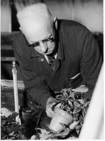 Photograph - Black and white print, Publicity Branch Victorian Department of Agriculture, A.J. Plumridge in Glasshouse, Unknown
