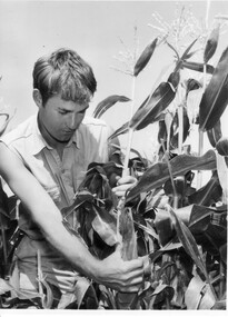 Photograph - Black and white print, Publicity Branch Victorian Department of Agriculture, Student Examining Corn Cob, UNknown