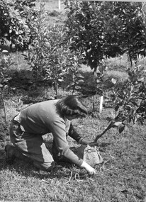 Photograph - Black and white print, Margot George Working in the Orchard, c. 1950