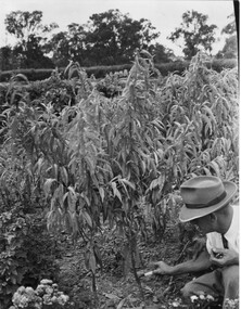 Photograph - Black and white print, Reg Harding Working in the Orchard