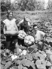 Photograph - Black and white and colour prints, Laurie Richards, Students and Staff Picking Pumpkins, c. 1961