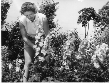 Photograph - Black and white print, Publicity Branch Victorian Department of Agriculture, Judy Serjeant With Delphiniums, c. 1956