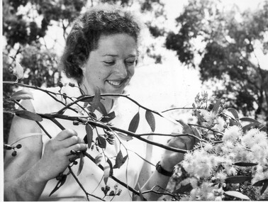 Photograph - Black and white print, Publicity Branch Victorian Department of Agriculture, Judy Serjeant With Eucalyptus torquata, C 1956