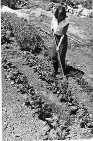 Photograph - Black and white print, Publicity Branch Victorian Department of Agriculture, Student Working With Vegetables, Unknown