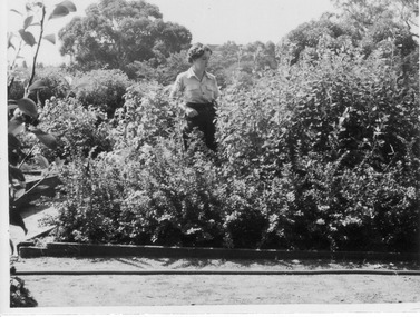 Photograph - Black and white print, Germaine O'Dwyer in Mixed Bed of Stock Cuttings, 1956