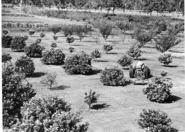 Photograph - Black and white print, Citrus Trees, c. 1960