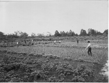Photograph - Black and white print, Students Working in Cropping Area, 1917-1921