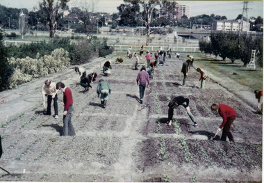 Photograph - Colour print, James (Jim) Pleasance, Plot Preparation, 1983-1996