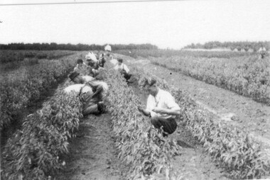 Photograph - Black and white print, Mornington Peninsula C.R.T.S. Students Budding Peaches 1947, 1947