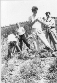Photograph - Black and white print, C.R.T.S. Students Budding Apples Mornington Peninsula 1947, 1947