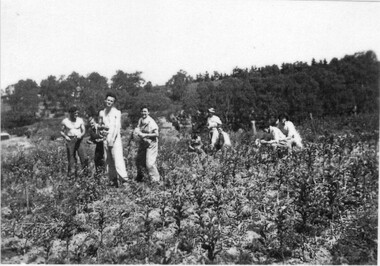 Photograph - Black and white print, C.R.T.S. Students Budding Apples Mornington Peninsula 1947, 1947
