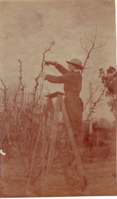 Photograph - Sepia print, Student Pruning Fruit Tree 1918, 1918
